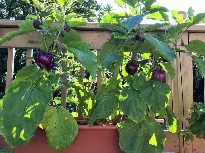 Eggplants and Thyme