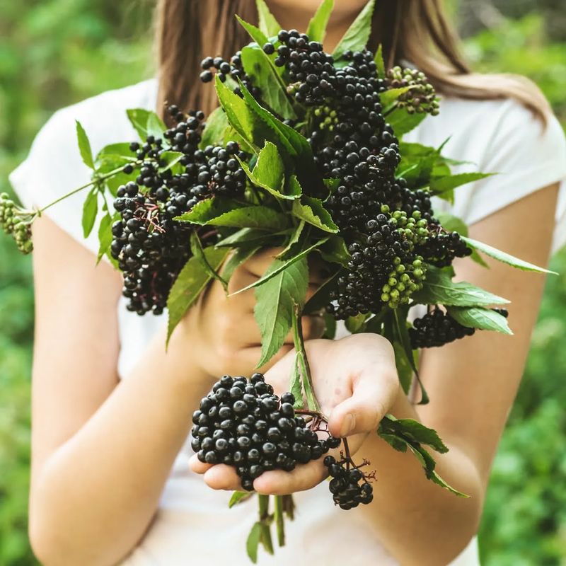 Elderberries