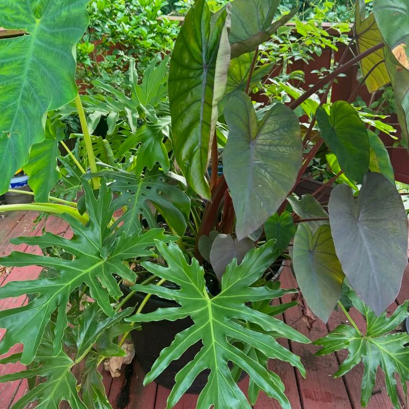 Elephant Ear