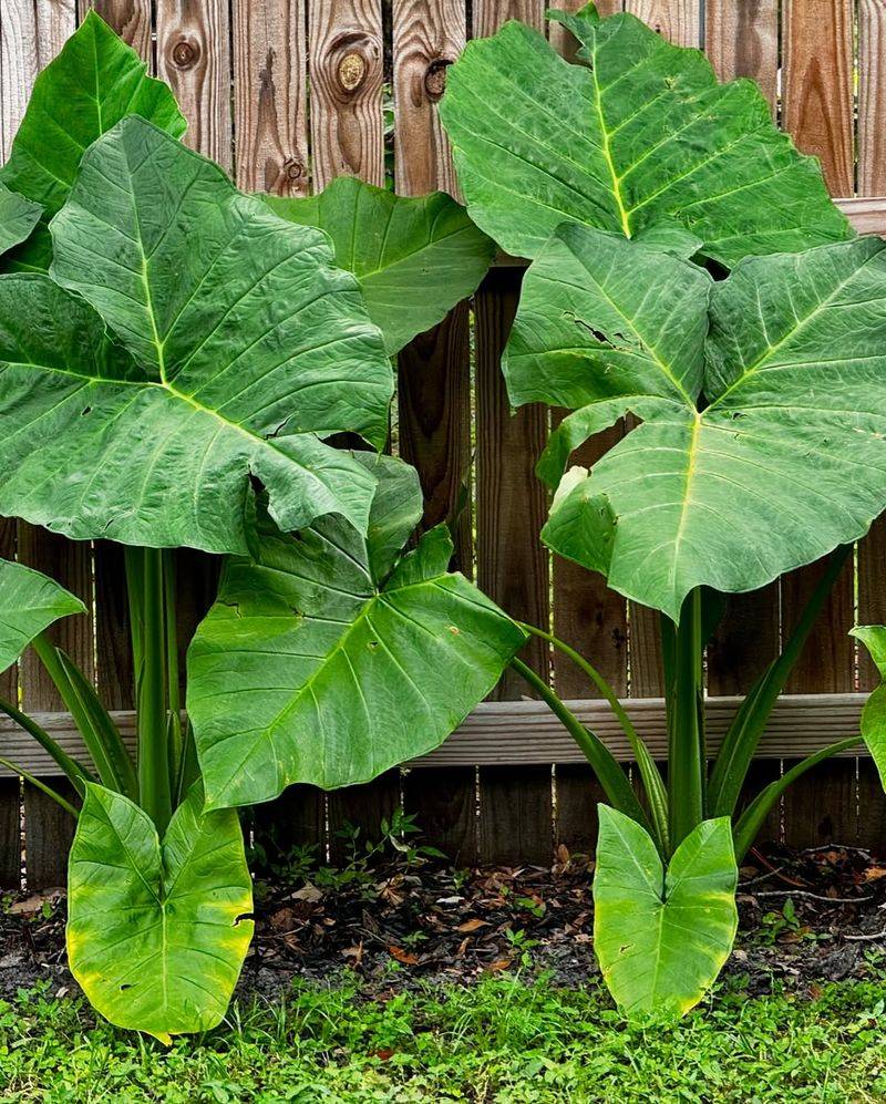 Elephant Ear