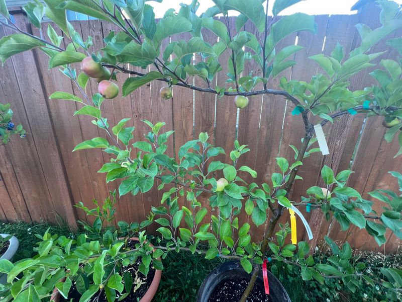 Espaliered Apple Tree