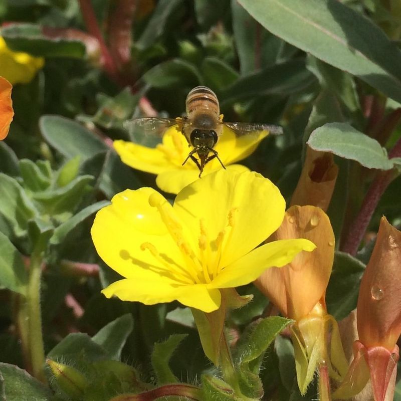 Evening Primrose