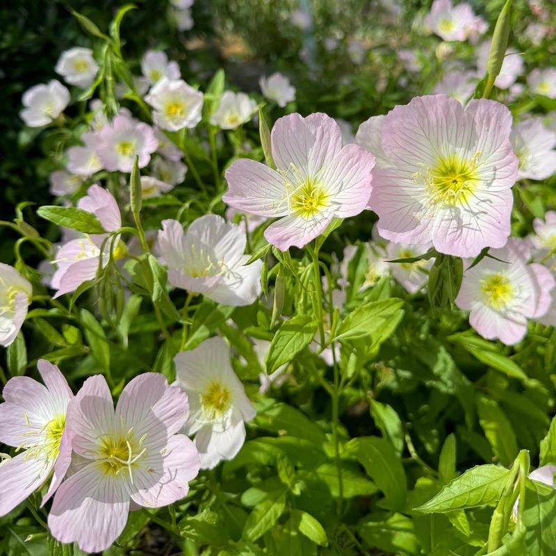 Evening Primrose