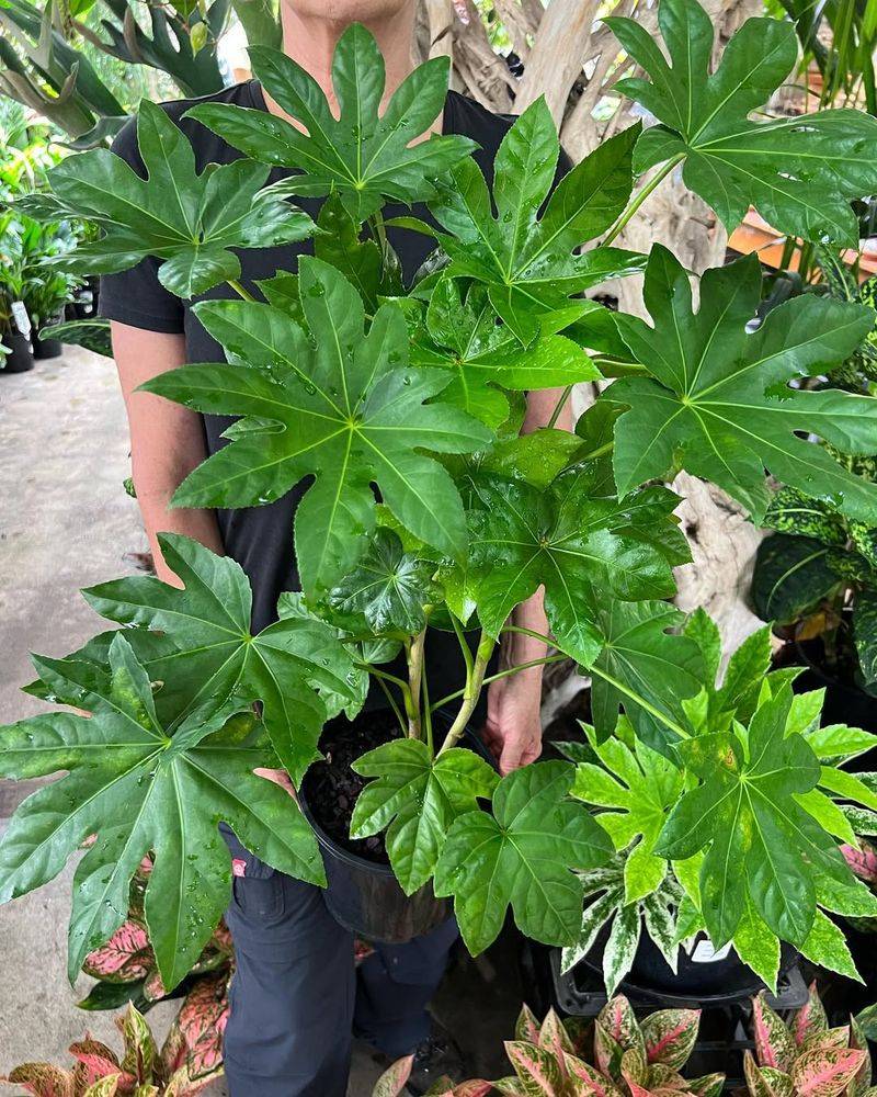 Fatsia Japonica