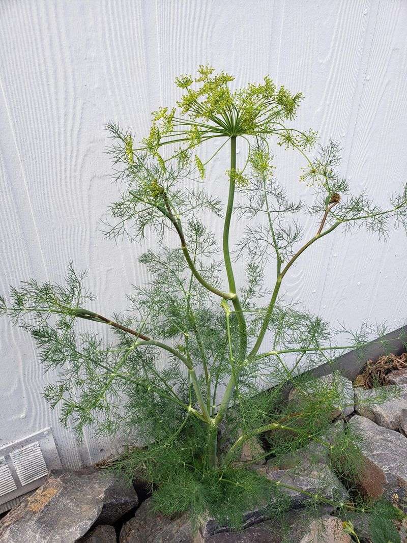 Fennel