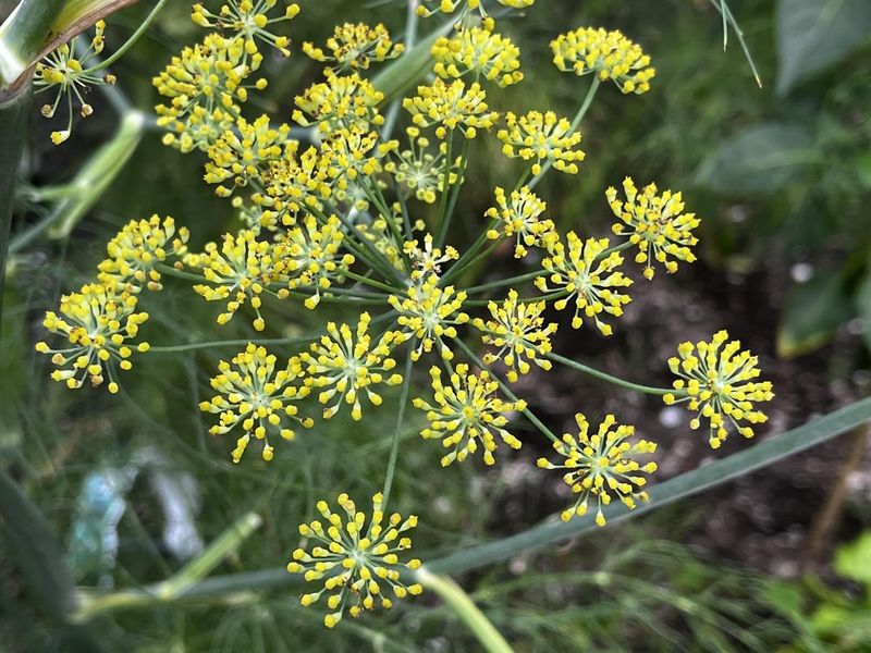 Fennel