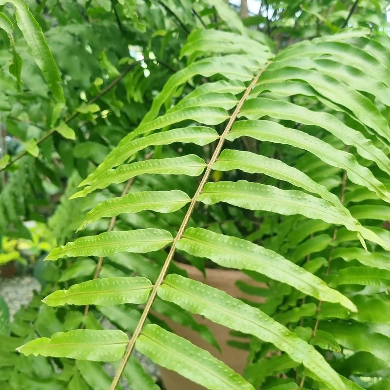 Fern