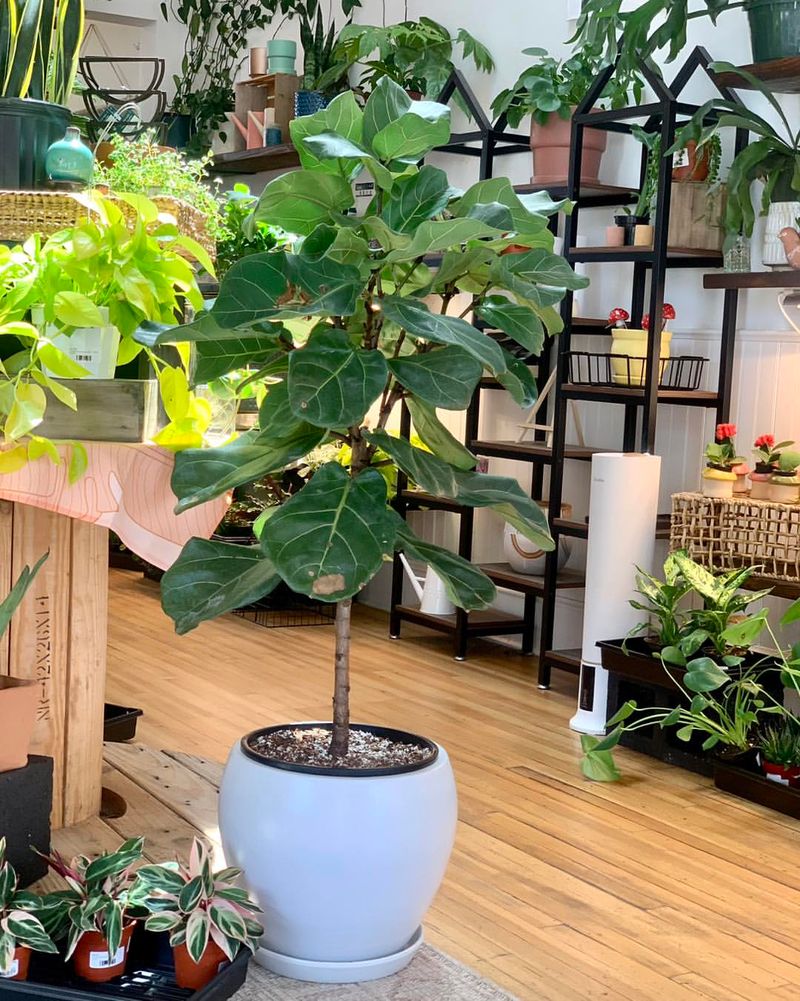 Fiddle Leaf Fig