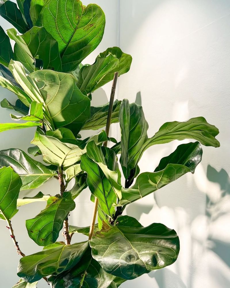 Fiddle Leaf Fig