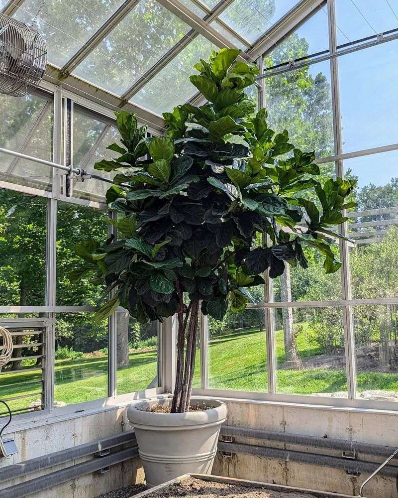 Fiddle Leaf Fig