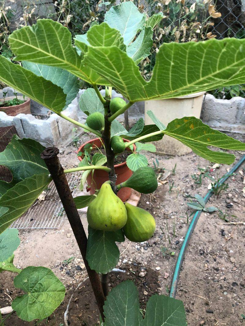 Fig Tree