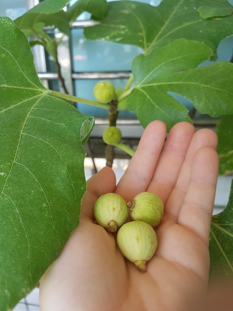 Figs