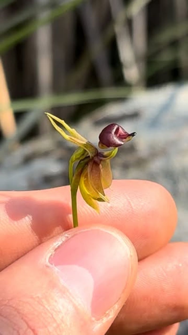 Flying Duck Orchid