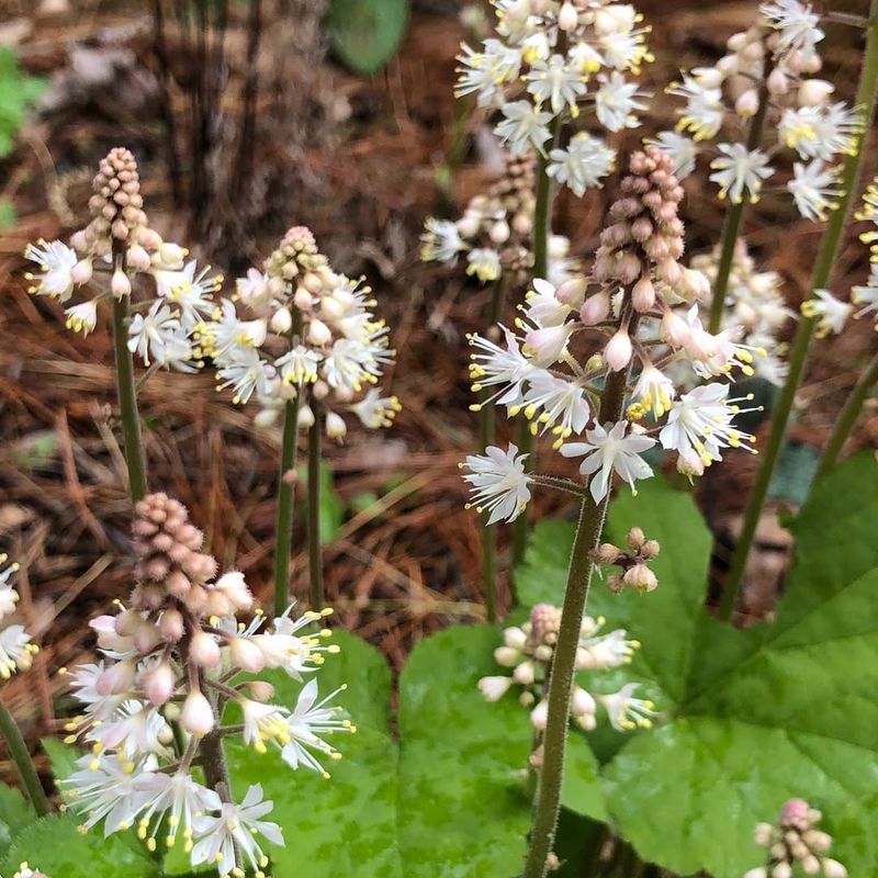 Foamflower