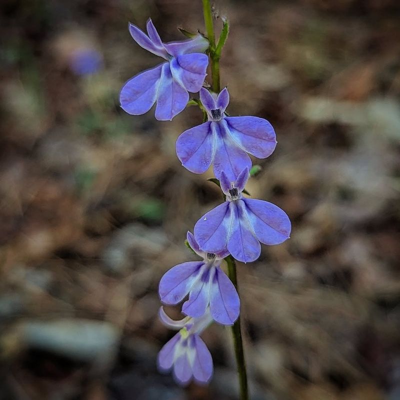 Lobelia