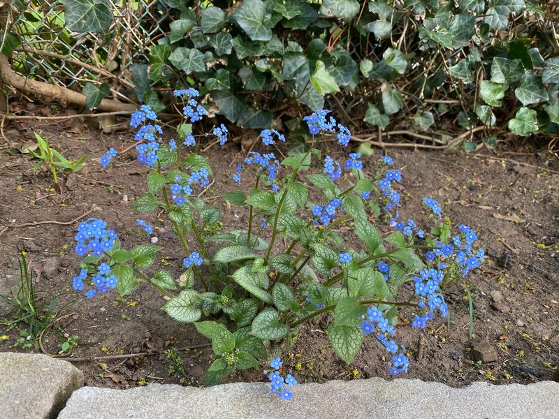 Brunnera