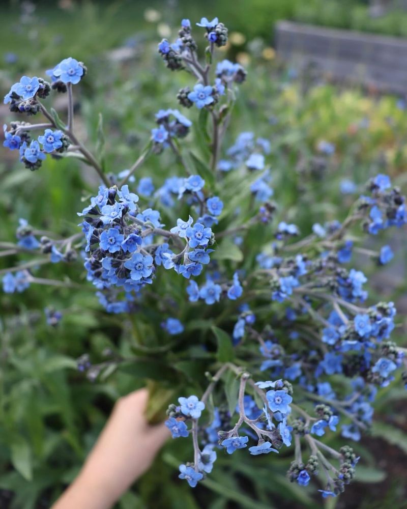 Forget-Me-Not