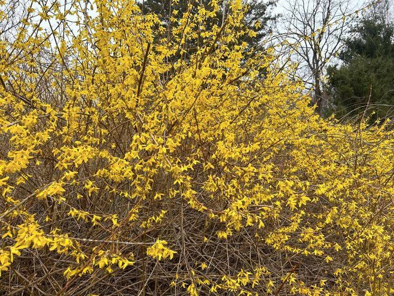 Forsythia