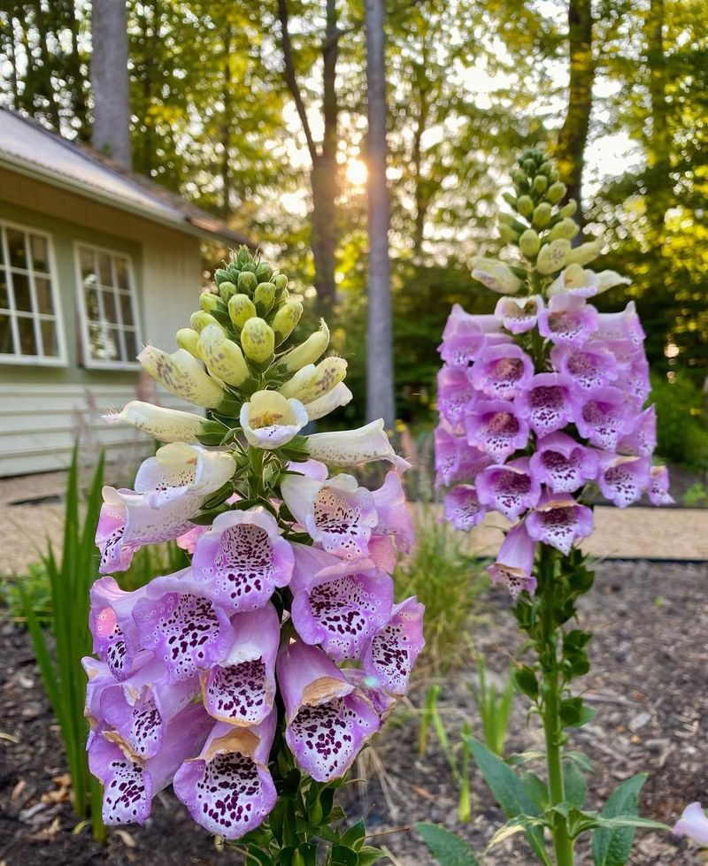 Foxglove