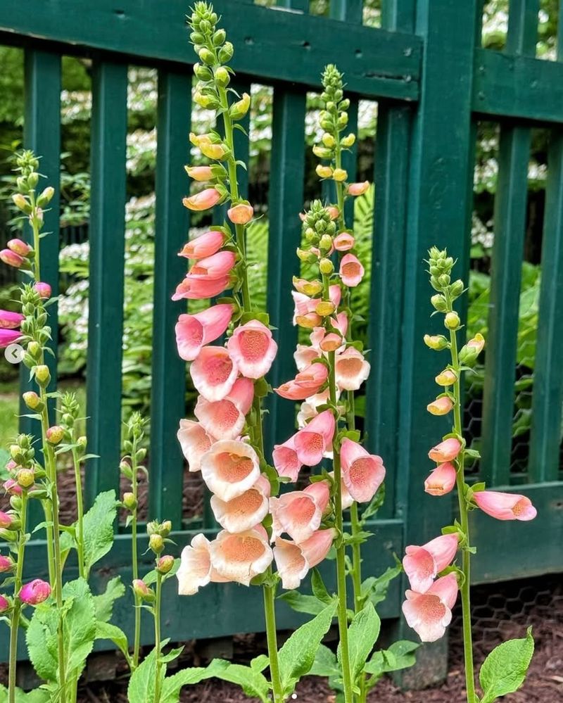 Foxglove