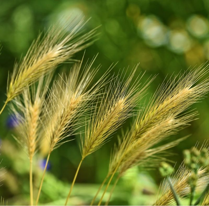 Foxtail