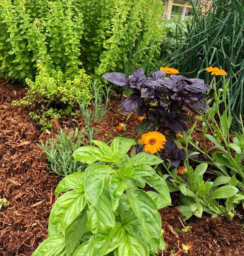 Fragrant Herb Borders