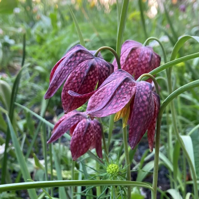 Fritillaria