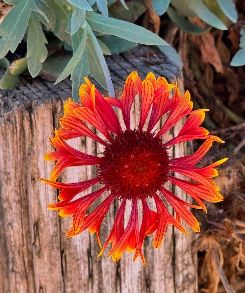 Gaillardia