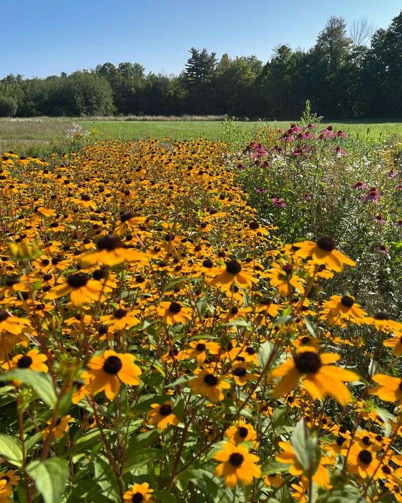 Wildflower Meadows