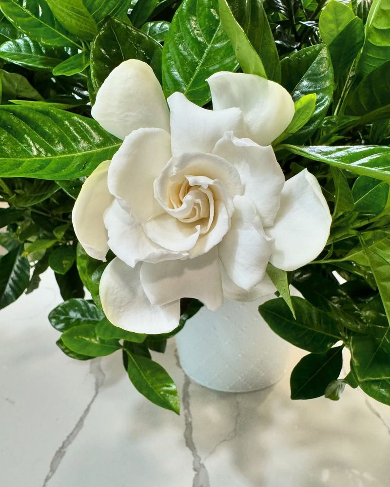 Gardenia