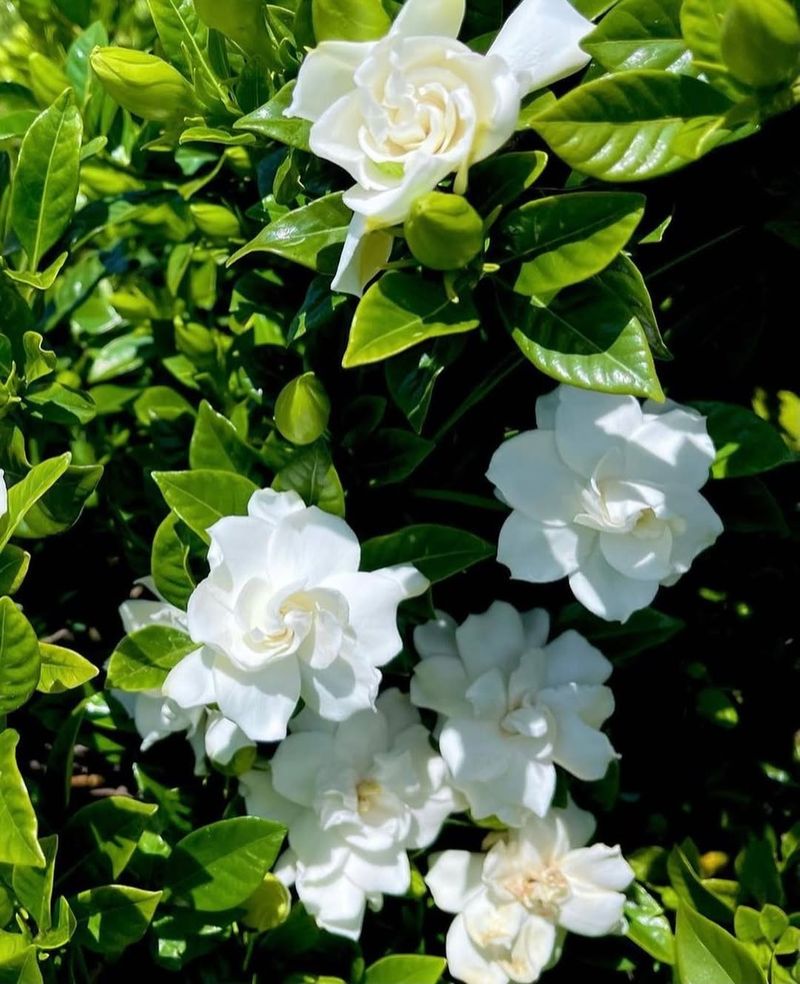 Gardenia