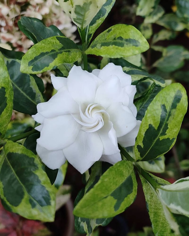 Gardenia