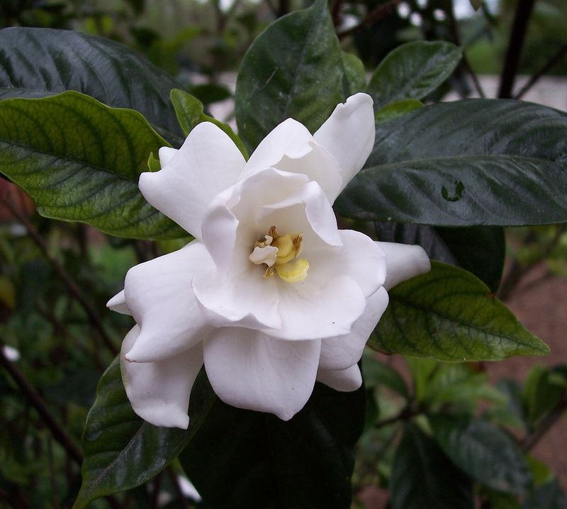 Gardenias