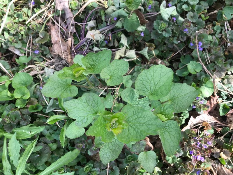 Garlic Mustard