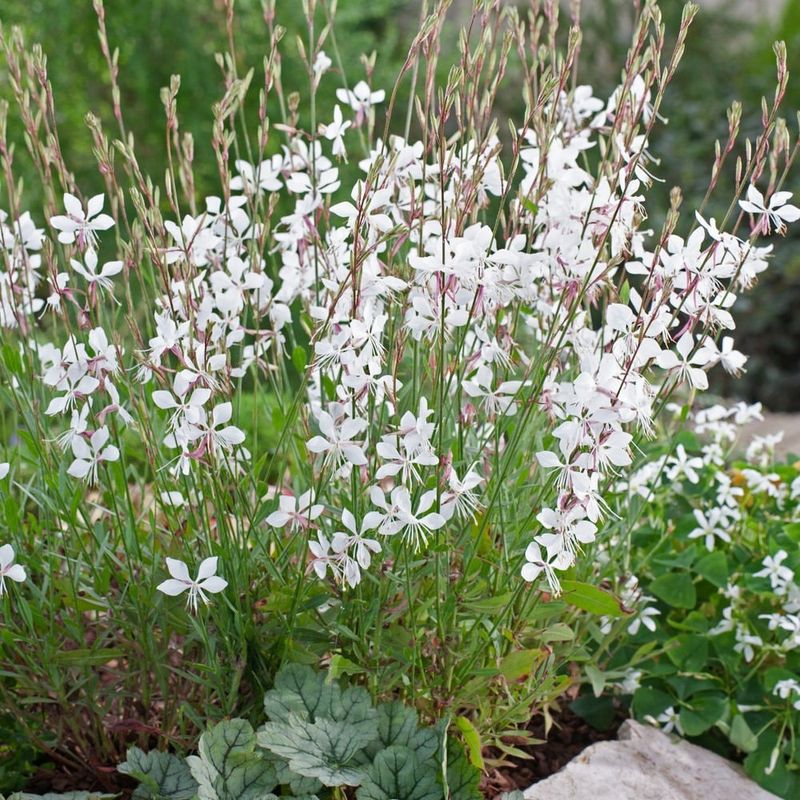 Gaura