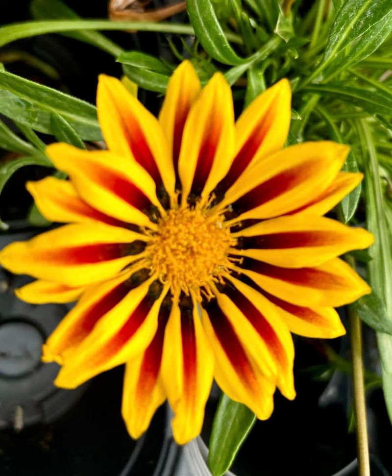 Gazania