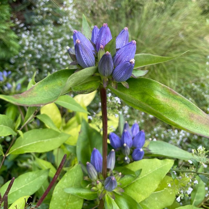 Gentian