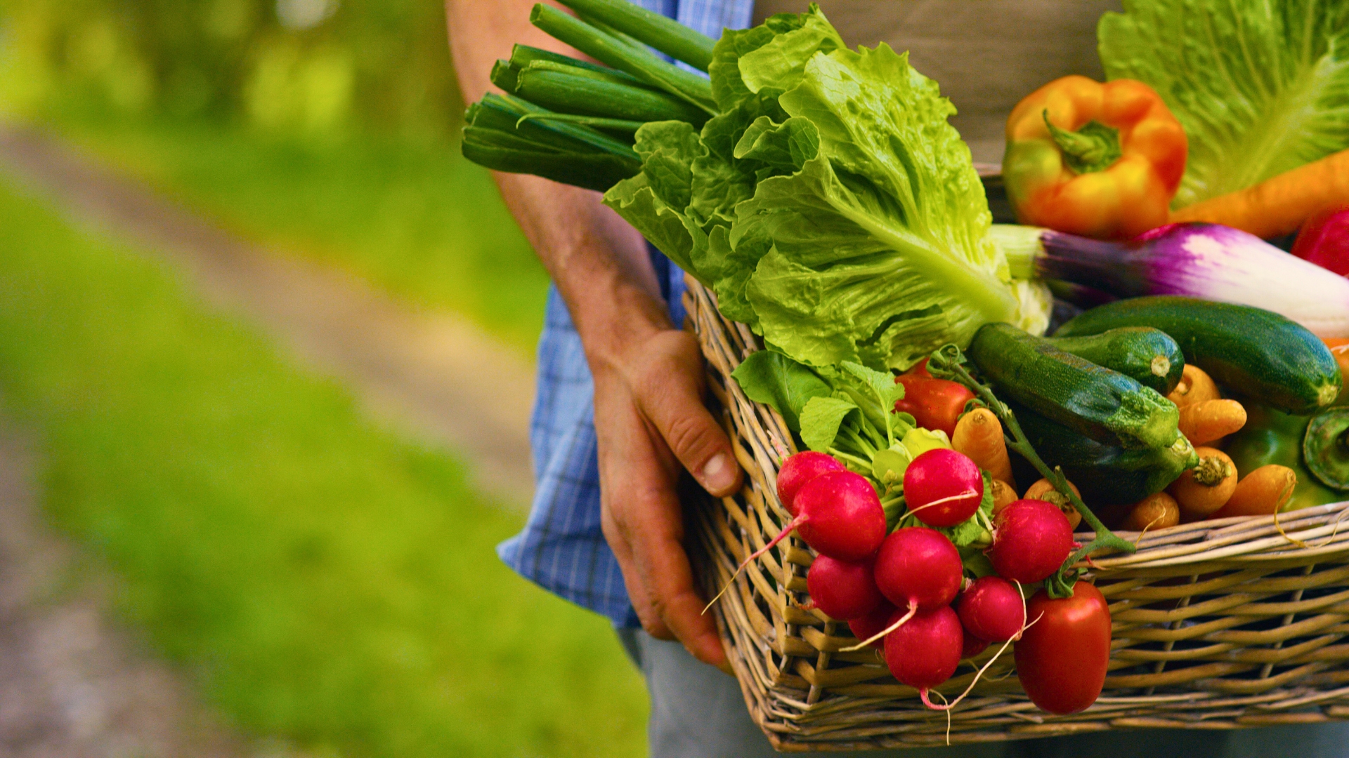 harvesting vegetables