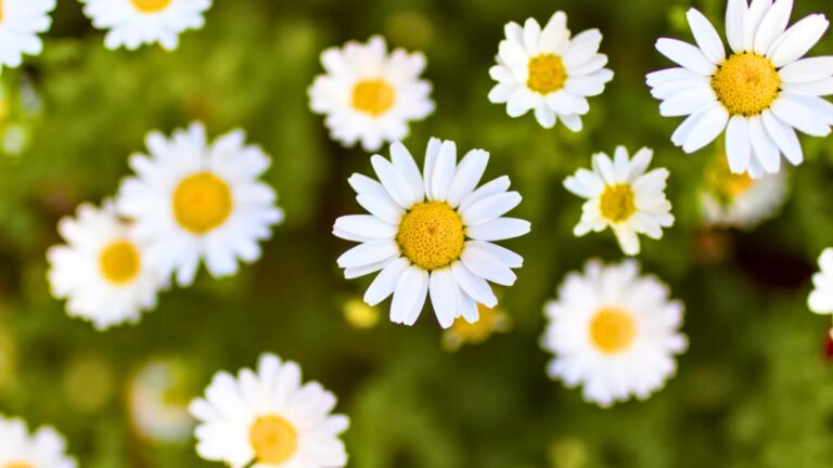 Shasta Daisy