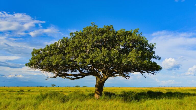 Baobab Tree