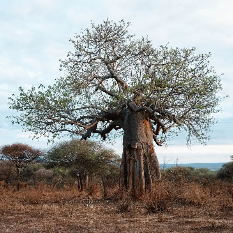 Baobab Tree