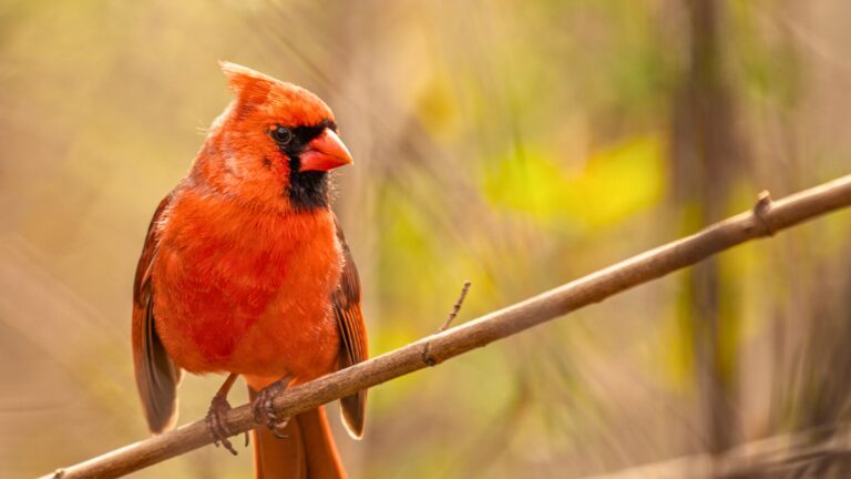 Northern Cardinal