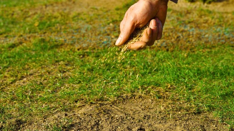 Gardener sowing seeds