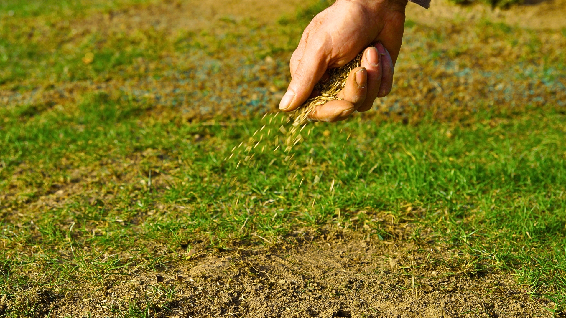 Gardener sowing seeds