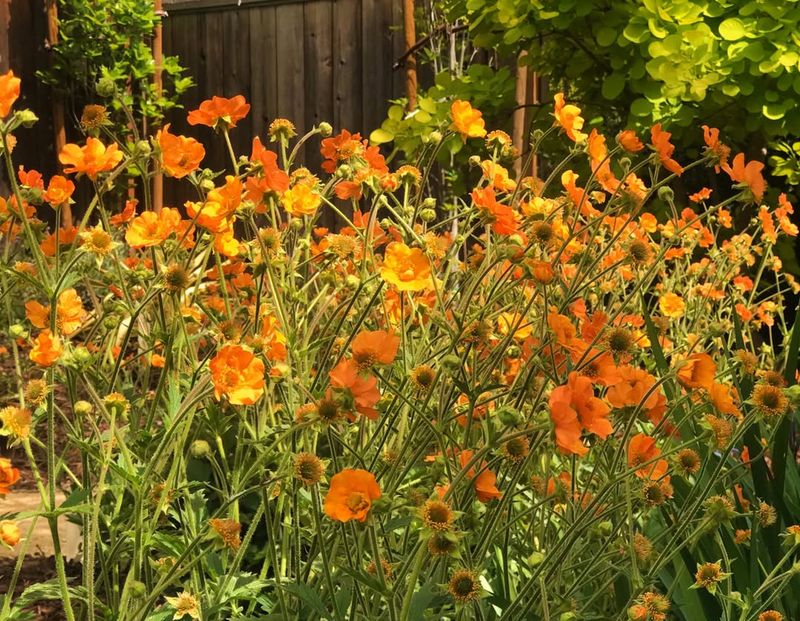 Geum (Avens)