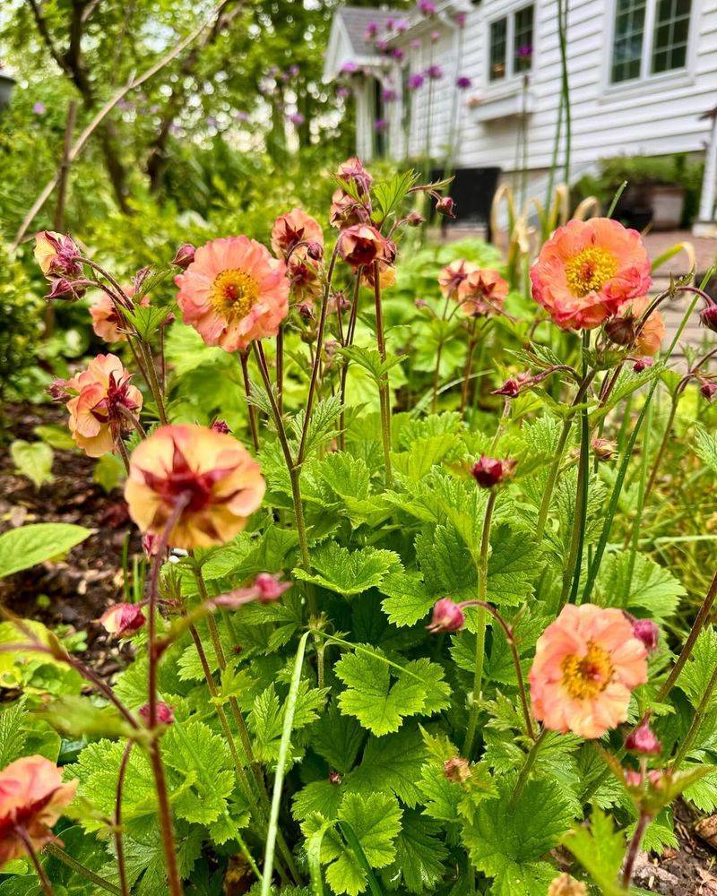 Geum