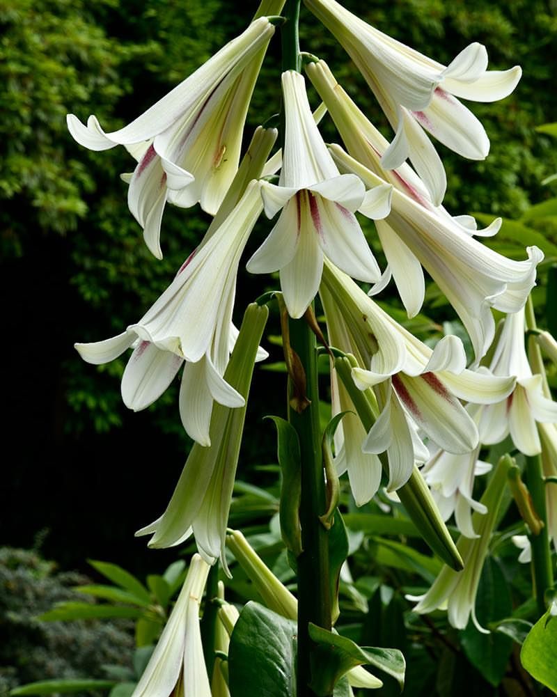 Giant Himalayan Lily