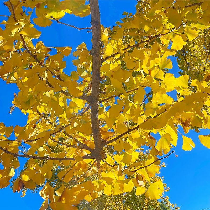 Ginkgo Tree