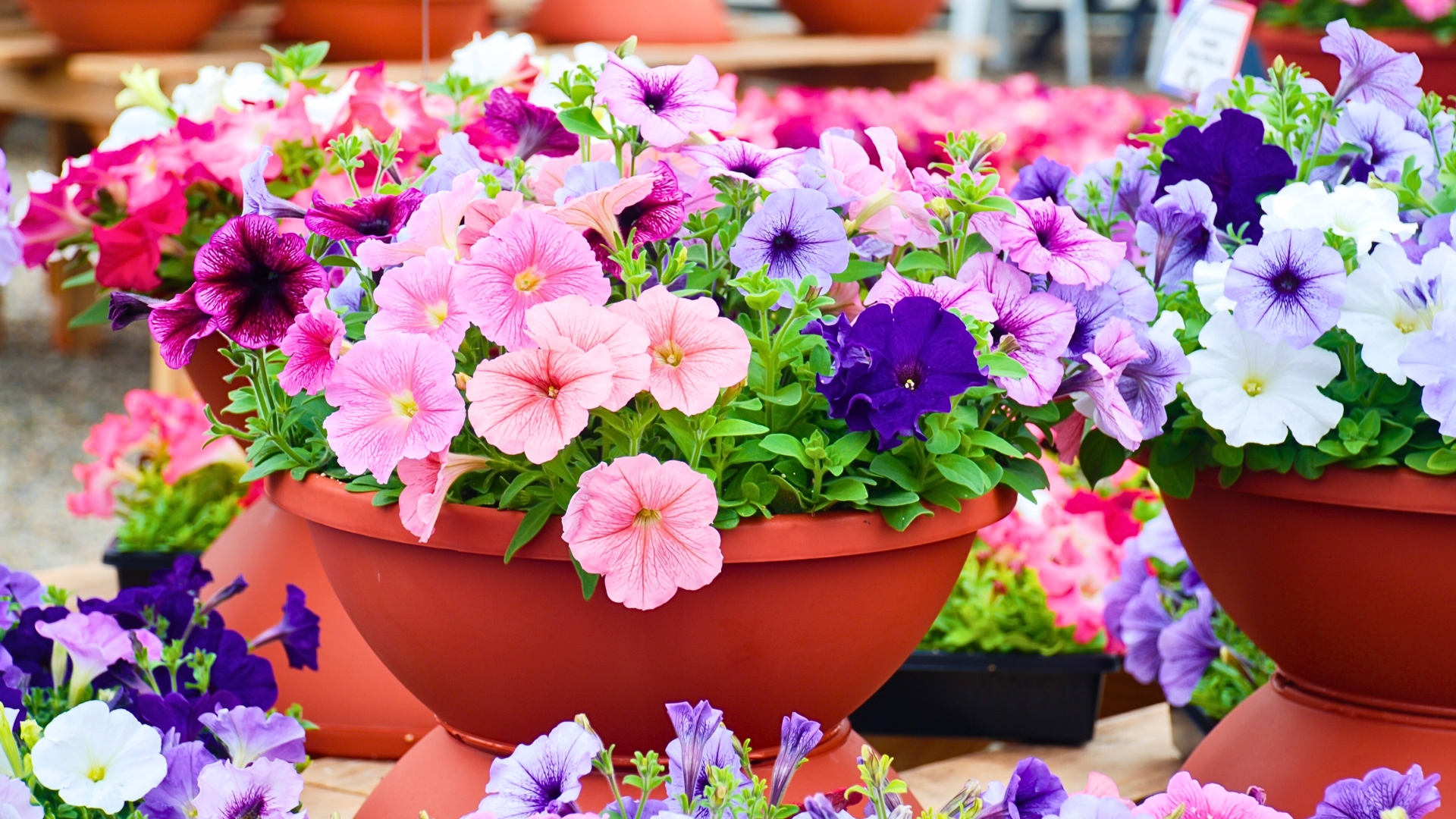 Petunia, Petunias in the tray,Petunia in the pot, multicolor petunia