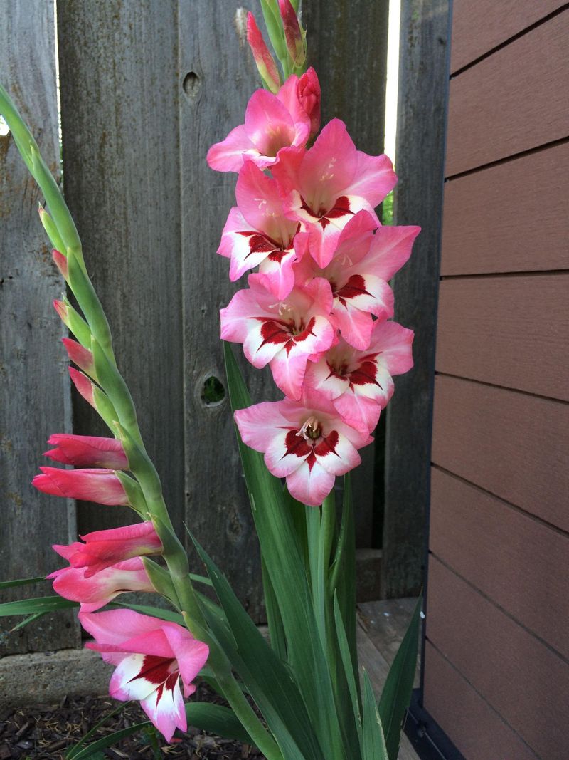 Gladiolus